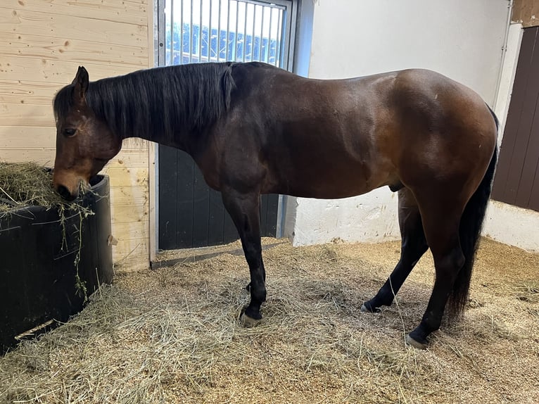 American Quarter Horse Castrone 7 Anni 160 cm Baio in Winklpoint