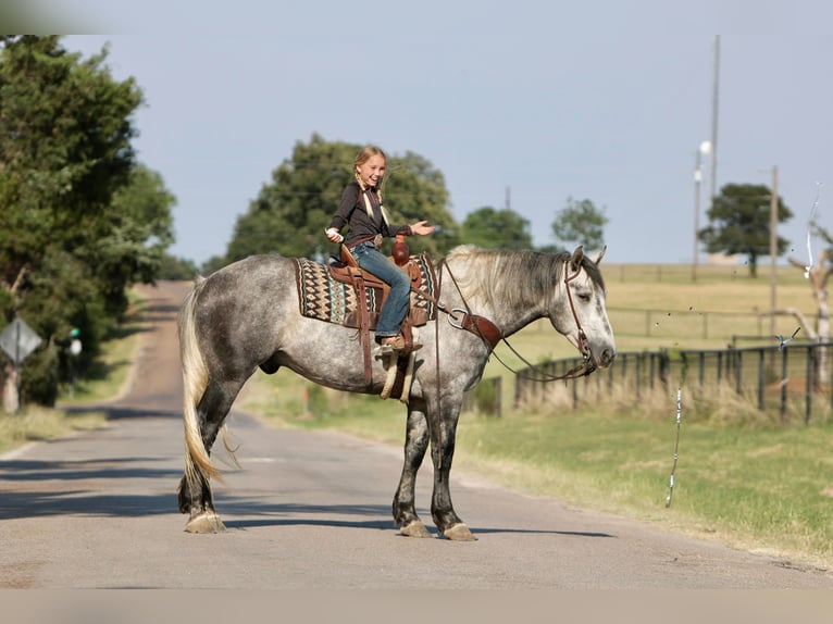 American Quarter Horse Castrone 7 Anni 160 cm Grigio pezzato in Joshua TX