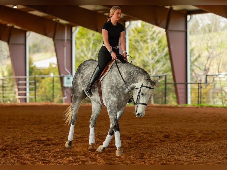 American Quarter Horse Castrone 7 Anni 160 cm Grigio in Quitman