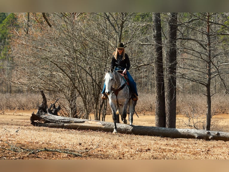 American Quarter Horse Castrone 7 Anni 160 cm Grigio in Quitman