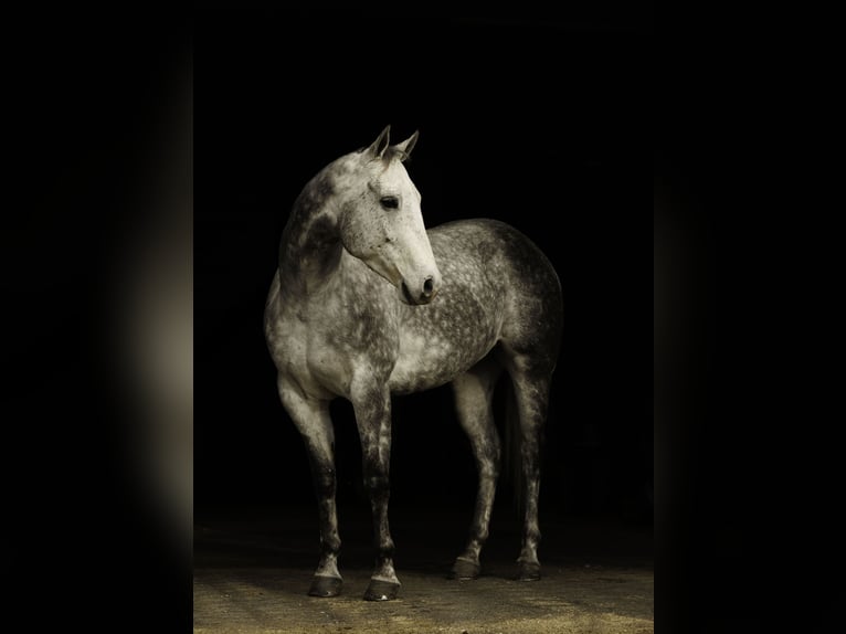 American Quarter Horse Castrone 7 Anni 160 cm Grigio in Quitman