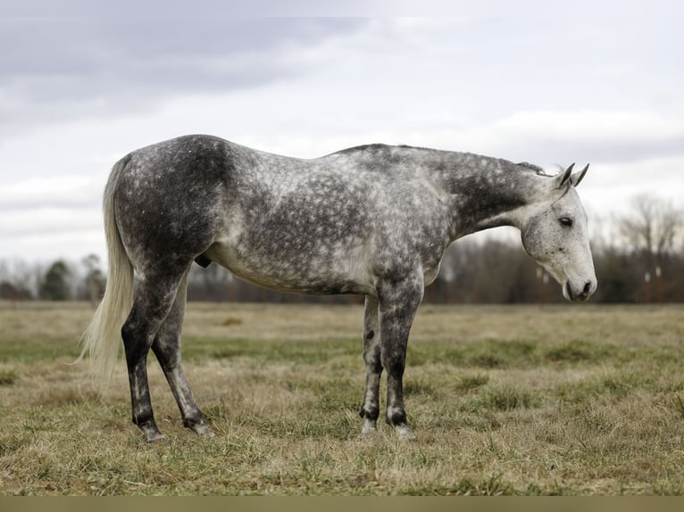 American Quarter Horse Castrone 7 Anni 160 cm Grigio in Quitman