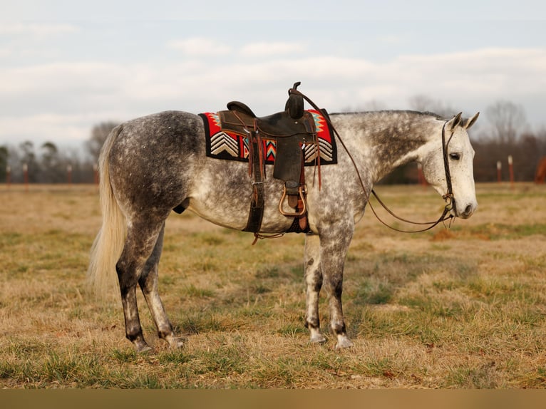 American Quarter Horse Castrone 7 Anni 160 cm Grigio in Quitman