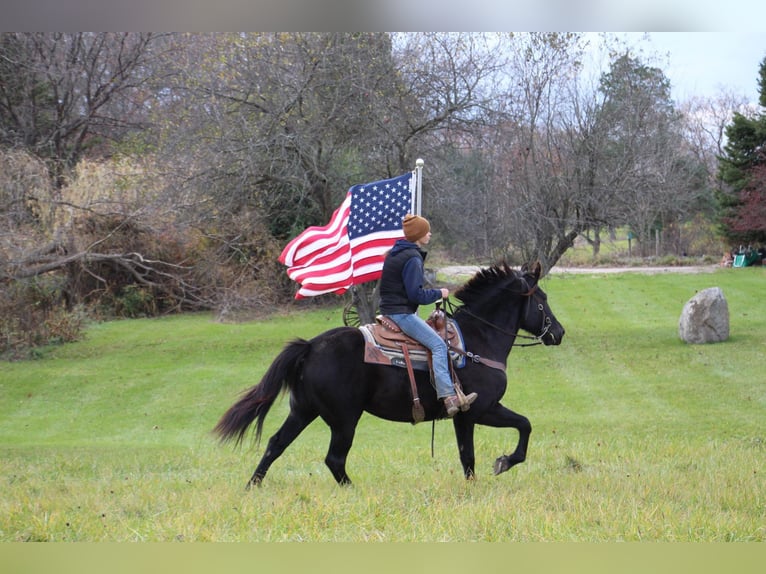American Quarter Horse Castrone 7 Anni 160 cm Morello in Howell Mi
