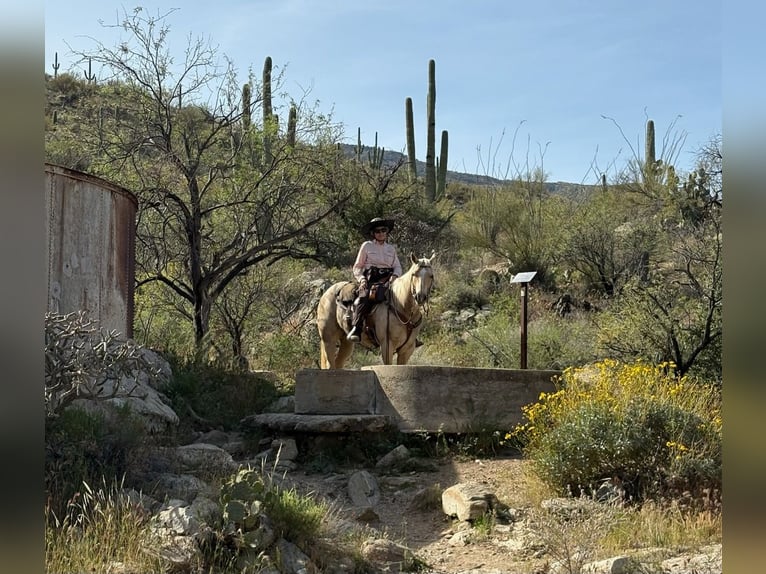 American Quarter Horse Castrone 7 Anni 160 cm Palomino in Tucson