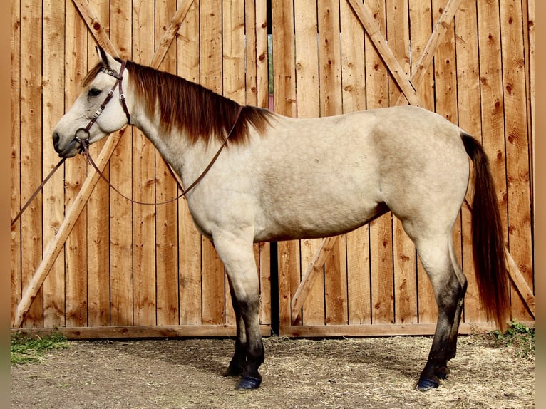 American Quarter Horse Castrone 7 Anni 160 cm Pelle di daino in Fort Collins