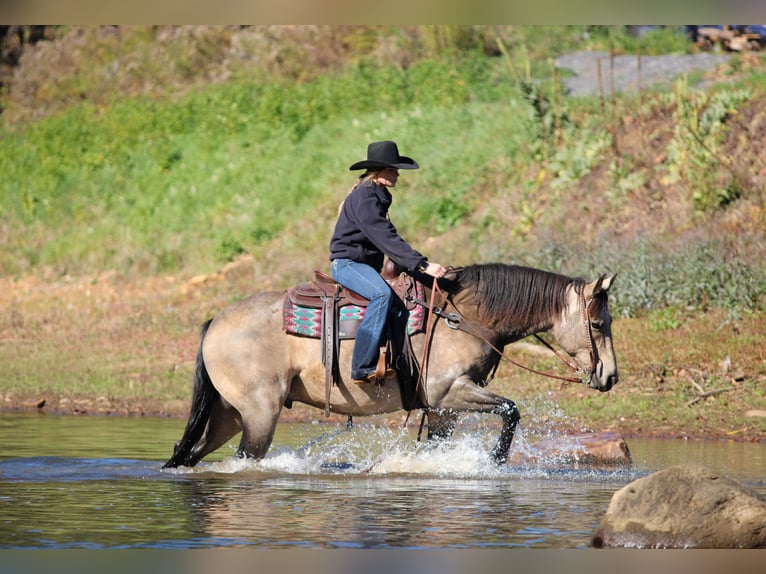 American Quarter Horse Castrone 7 Anni 160 cm Pelle di daino in Clarion