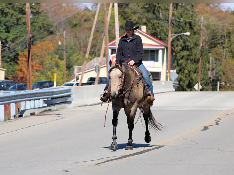 American Quarter Horse Castrone 7 Anni 160 cm Pelle di daino in Clarion