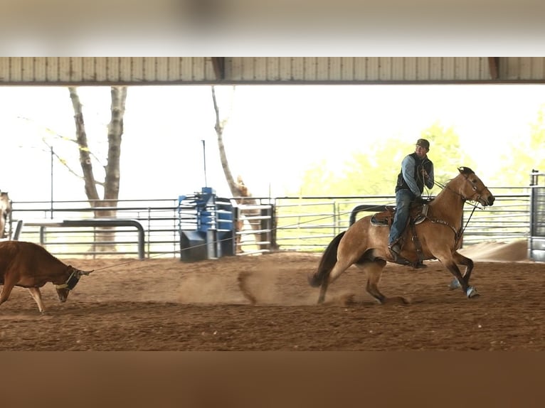 American Quarter Horse Castrone 7 Anni 160 cm Pelle di daino in Batesville