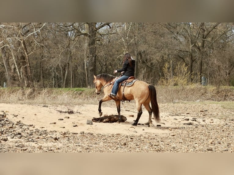 American Quarter Horse Castrone 7 Anni 160 cm Pelle di daino in Batesville