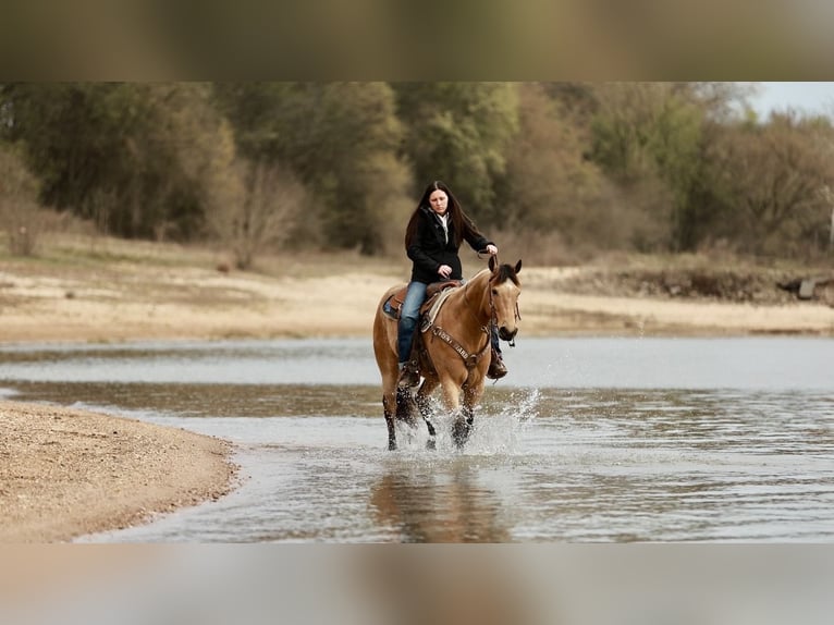 American Quarter Horse Castrone 7 Anni 160 cm Pelle di daino in Batesville