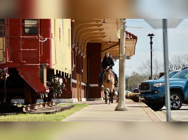 American Quarter Horse Castrone 7 Anni 160 cm Pelle di daino in Batesville