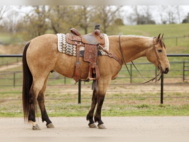 American Quarter Horse Castrone 7 Anni 160 cm Pelle di daino in Batesville