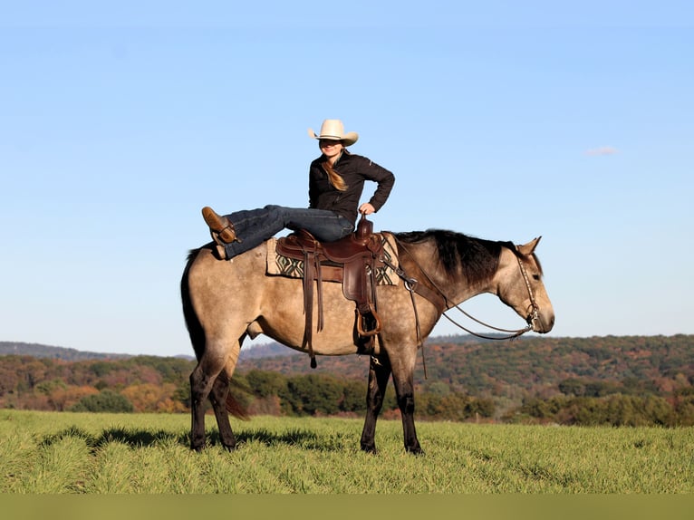 American Quarter Horse Castrone 7 Anni 160 cm Pelle di daino in Clarion American Quarter Horse Castrone 7 Anni 160 cm Pelle di daino in Clarion