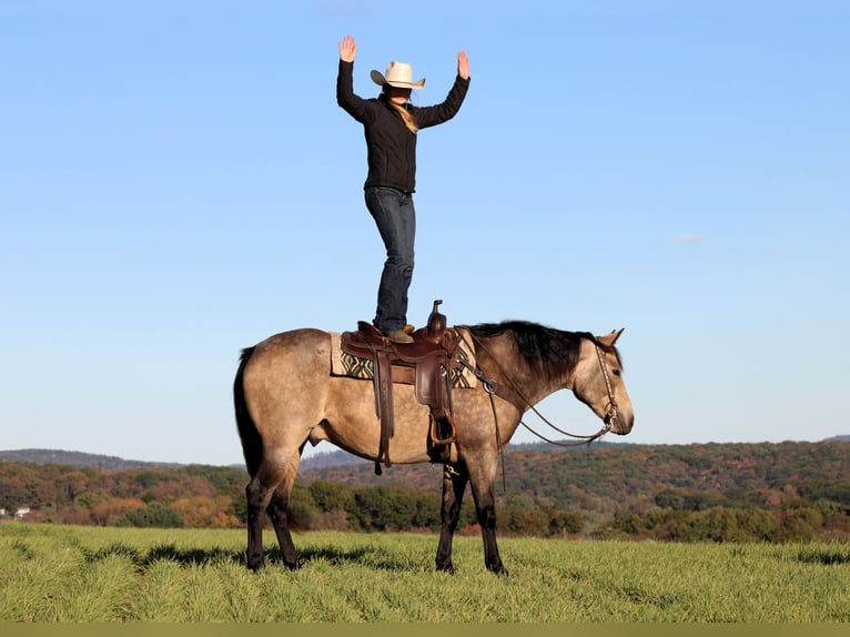 American Quarter Horse Castrone 7 Anni 160 cm Pelle di daino in Clarion American Quarter Horse Castrone 7 Anni 160 cm Pelle di daino in Clarion