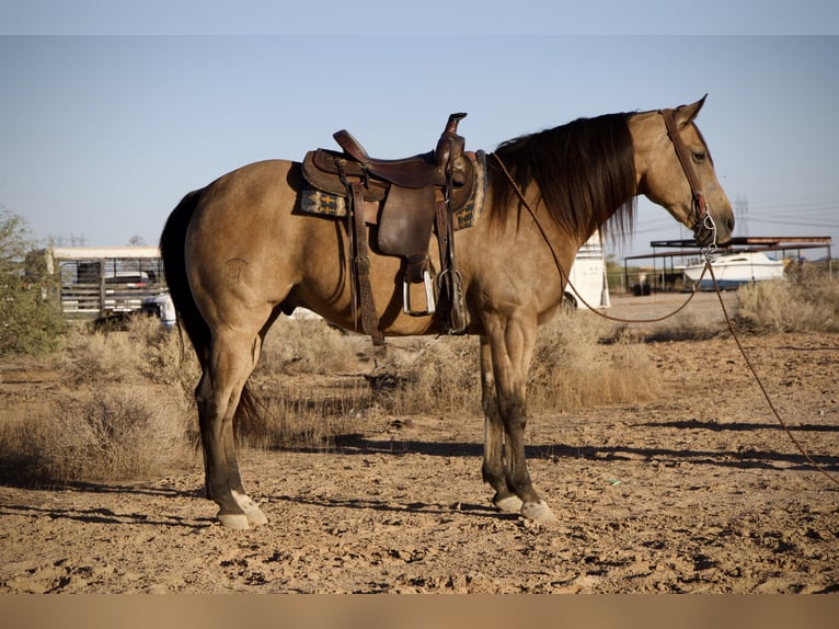 American Quarter Horse Castrone 7 Anni 160 cm Pelle di daino in Tonopah
