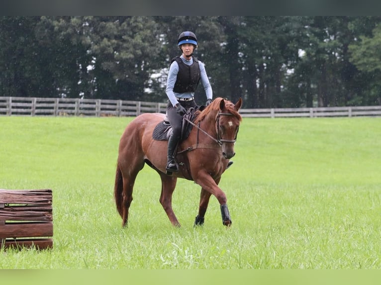 American Quarter Horse Castrone 7 Anni 160 cm Roano rosso in Clover, SC