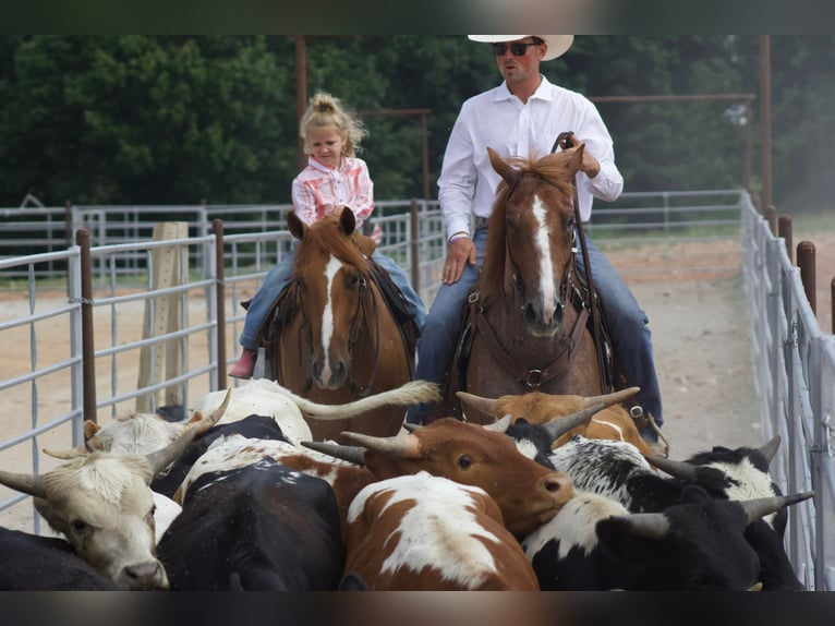 American Quarter Horse Castrone 7 Anni 160 cm Roano rosso in Purdy, MO