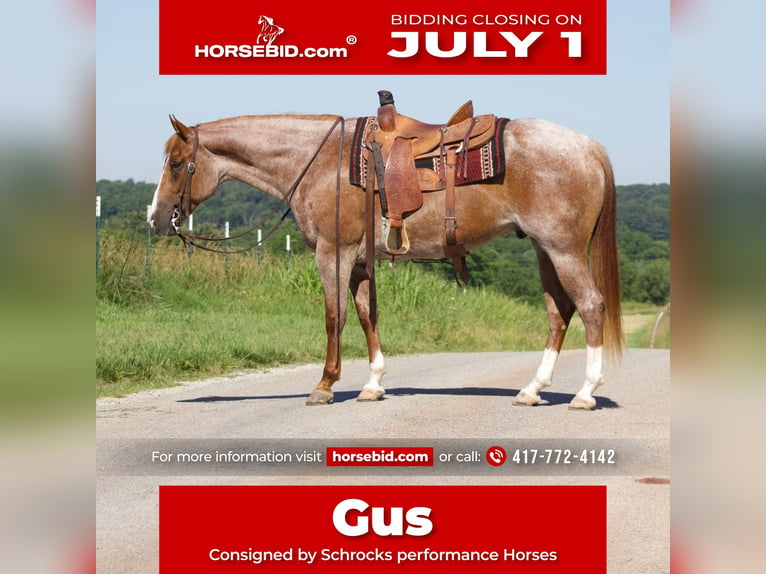 American Quarter Horse Castrone 7 Anni 160 cm Roano rosso in Purdy, MO