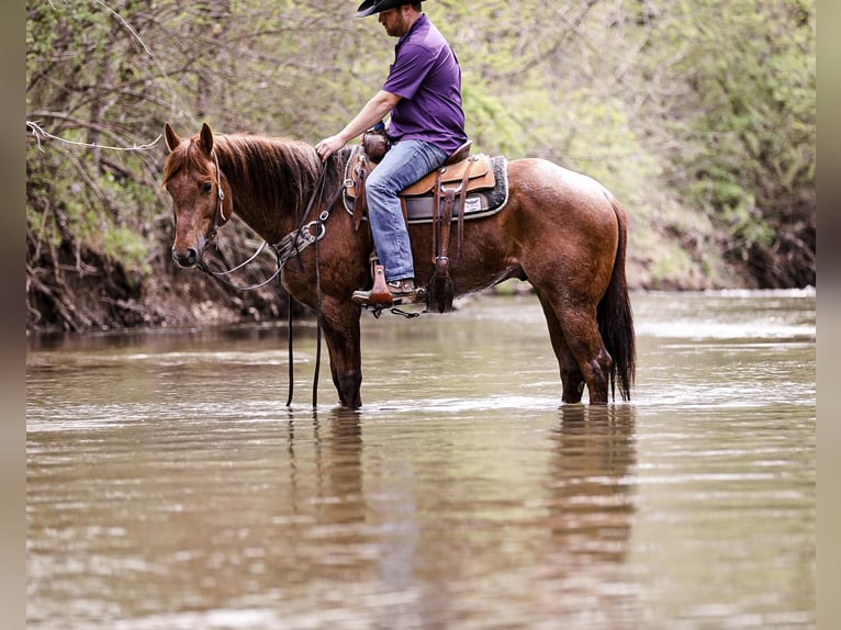 American Quarter Horse Castrone 7 Anni 160 cm Roano rosso in Santa Fe. TN