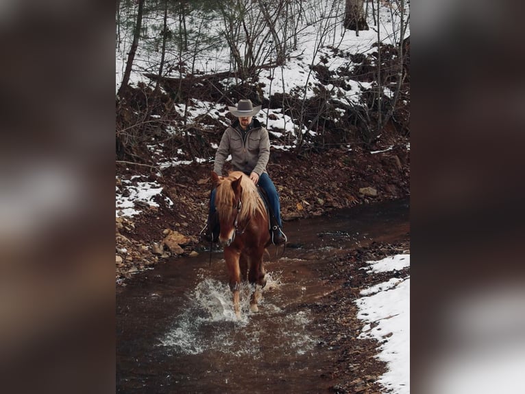 American Quarter Horse Castrone 7 Anni 160 cm Sauro ciliegia in Everette PA