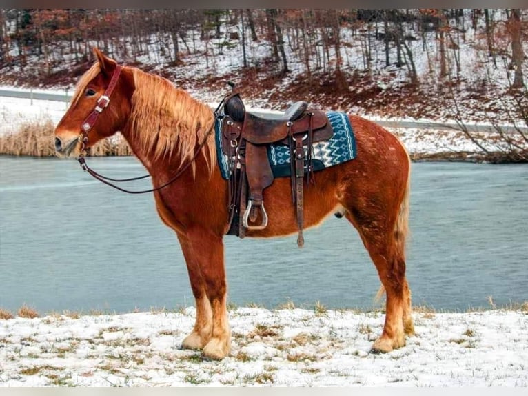 American Quarter Horse Castrone 7 Anni 160 cm Sauro ciliegia in Everette PA