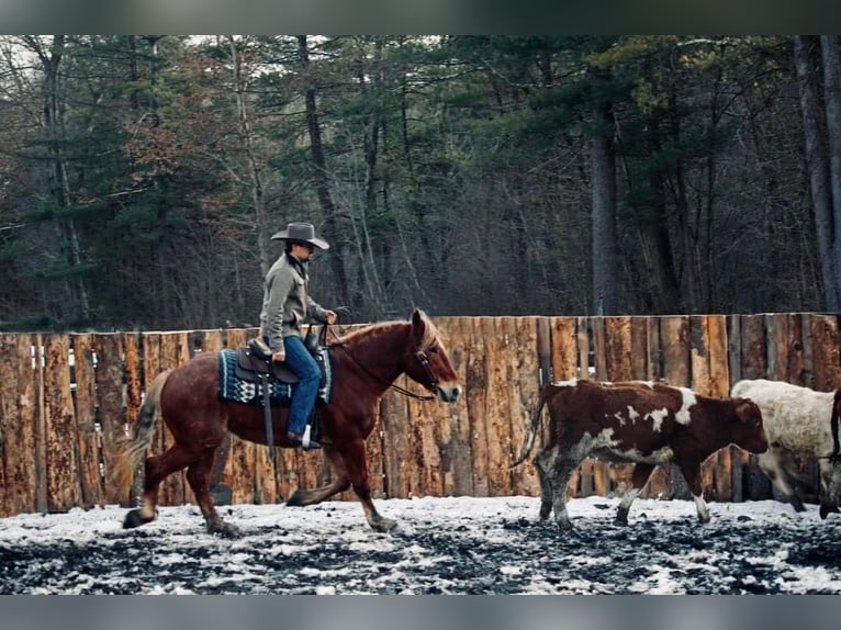 American Quarter Horse Castrone 7 Anni 160 cm Sauro ciliegia in Everette PA