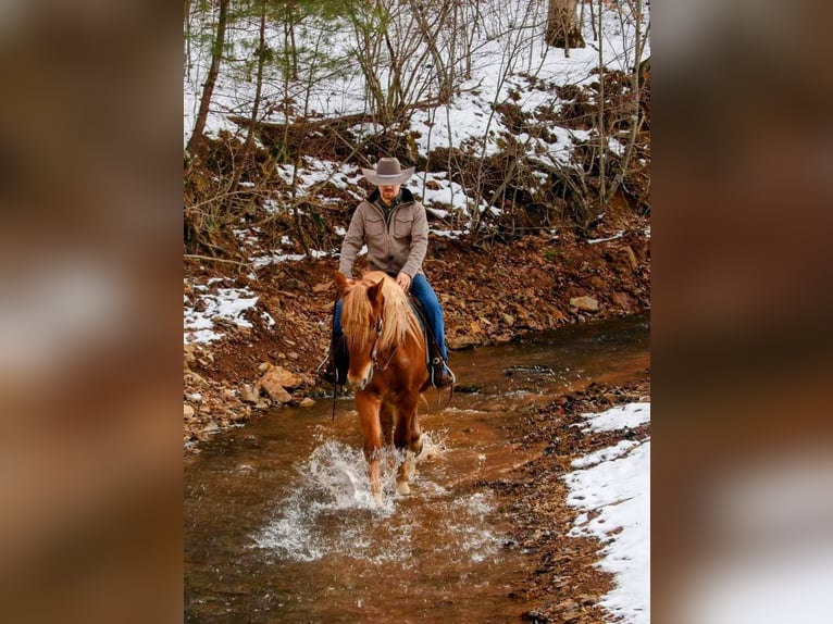 American Quarter Horse Castrone 7 Anni 160 cm Sauro ciliegia in Everette PA