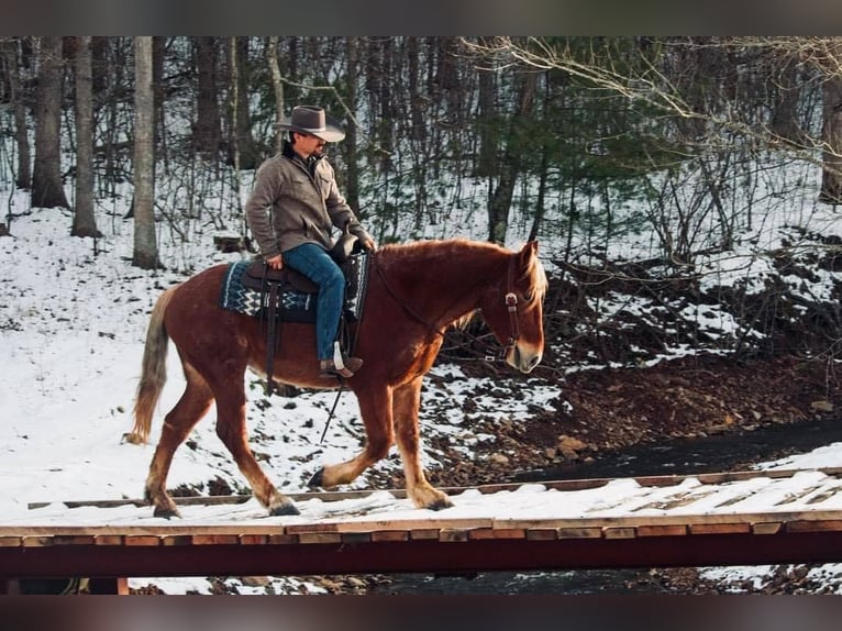 American Quarter Horse Castrone 7 Anni 160 cm Sauro ciliegia in Everette PA