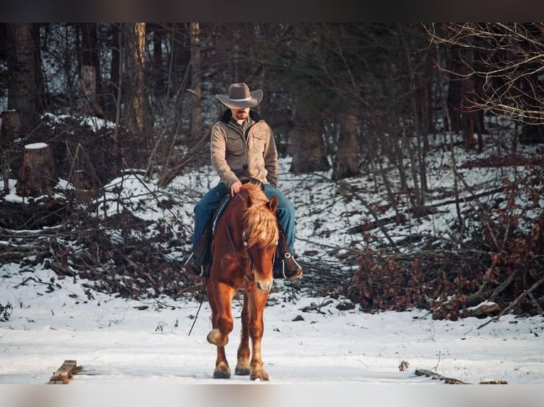 American Quarter Horse Castrone 7 Anni 160 cm Sauro ciliegia in Everette PA