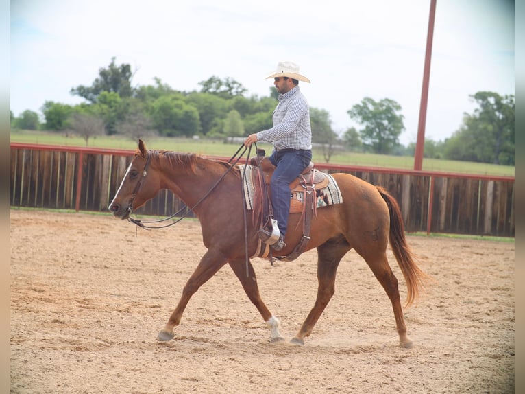 American Quarter Horse Castrone 7 Anni 160 cm Sauro ciliegia in Grand Saline