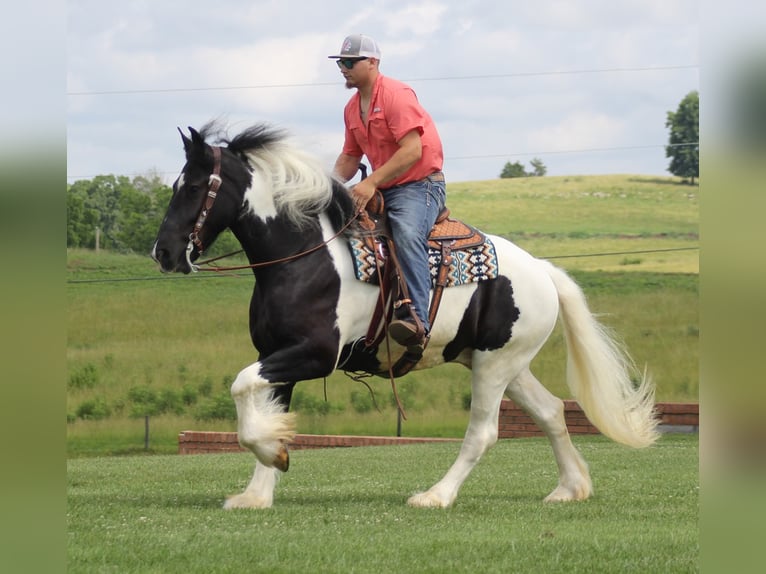 American Quarter Horse Castrone 7 Anni 160 cm Tobiano-tutti i colori in Mt. Vernon KY