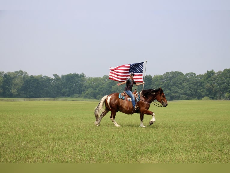 American Quarter Horse Castrone 7 Anni 160 cm Tobiano-tutti i colori in Highland MI