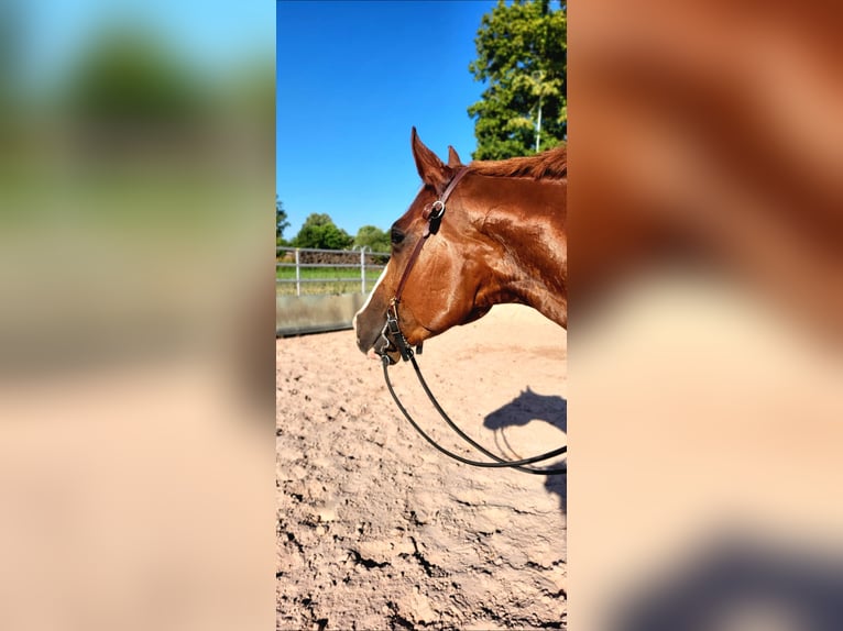 American Quarter Horse Castrone 7 Anni 162 cm Sauro in Burgebrach
