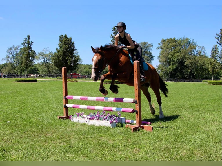 American Quarter Horse Castrone 7 Anni 163 cm Baio ciliegia in Highland MI