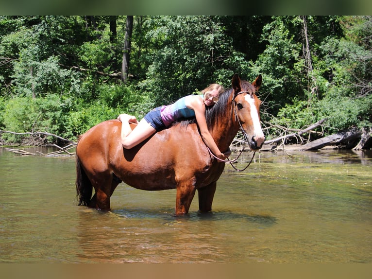 American Quarter Horse Castrone 7 Anni 163 cm Baio ciliegia in Highland MI