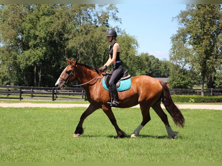 American Quarter Horse Castrone 7 Anni 163 cm Baio ciliegia in Highland MI