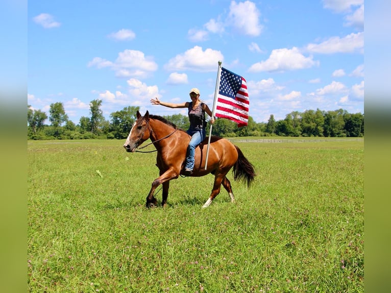 American Quarter Horse Castrone 7 Anni 163 cm Baio ciliegia in Highland MI