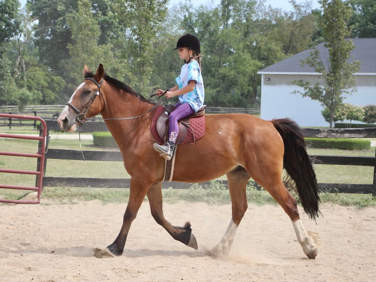 American Quarter Horse Castrone 7 Anni 163 cm Baio ciliegia in Highland MI