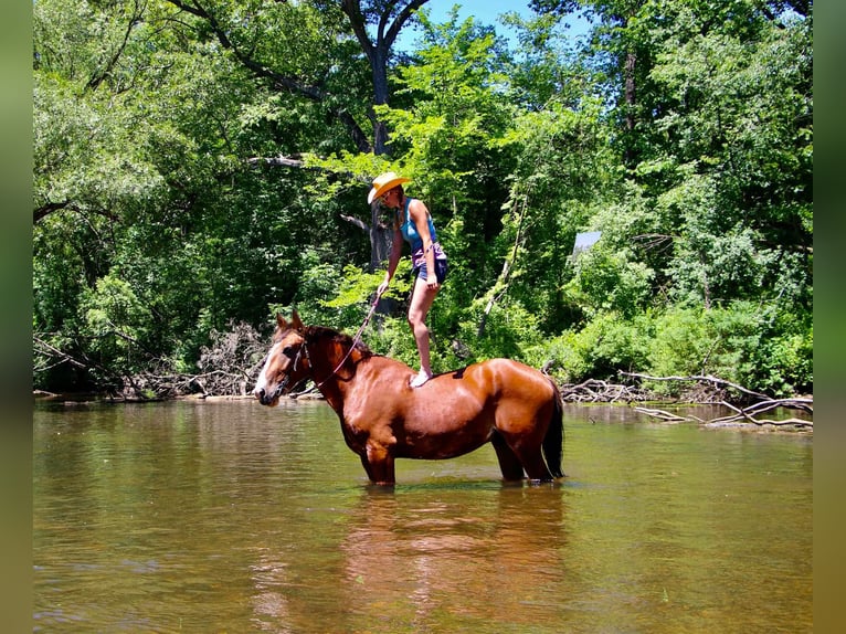 American Quarter Horse Castrone 7 Anni 163 cm Baio ciliegia in Highland MI