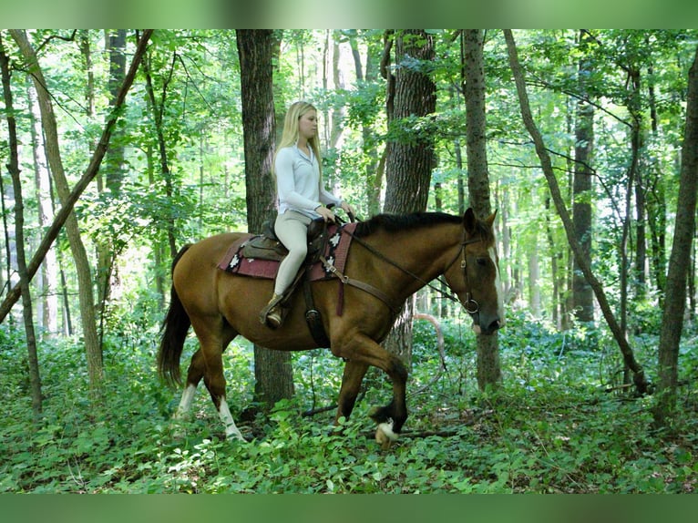 American Quarter Horse Castrone 7 Anni 163 cm Baio ciliegia in Highland MI