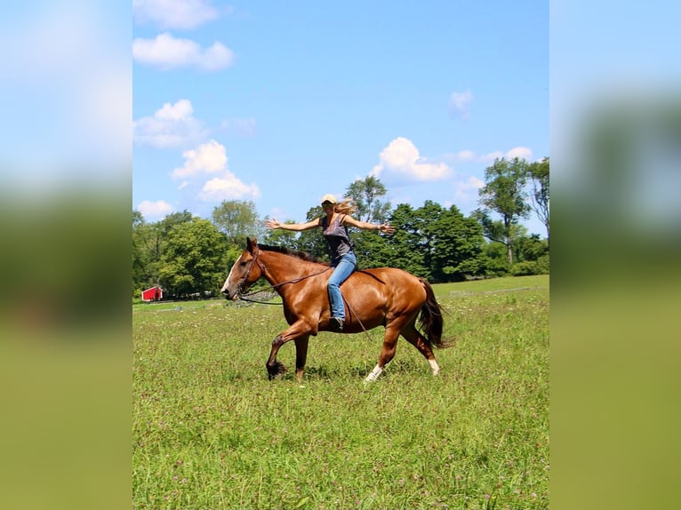 American Quarter Horse Castrone 7 Anni 163 cm Baio ciliegia in Highland MI