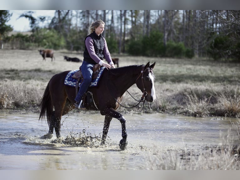American Quarter Horse Mix Castrone 7 Anni 163 cm Baio ciliegia in Athens