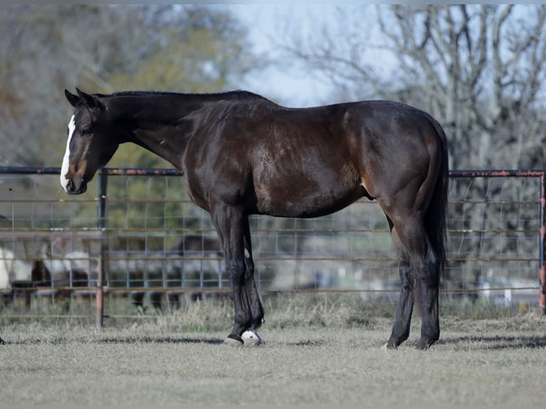 American Quarter Horse Mix Castrone 7 Anni 163 cm Baio ciliegia in Athens