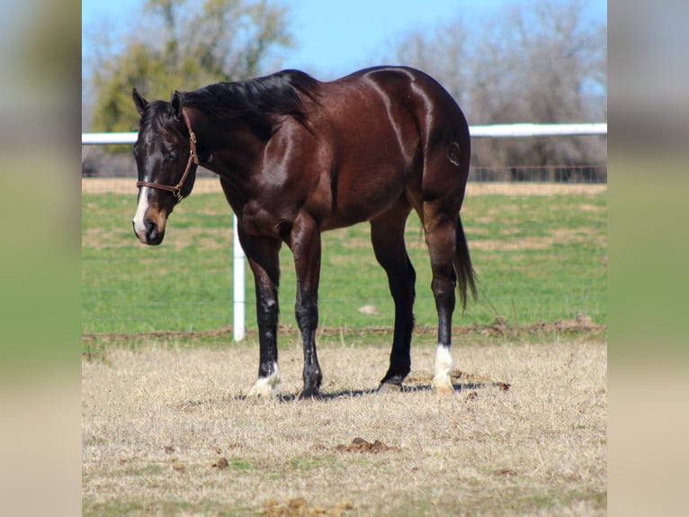 American Quarter Horse Castrone 7 Anni 163 cm Baio ciliegia in Stephenville TX