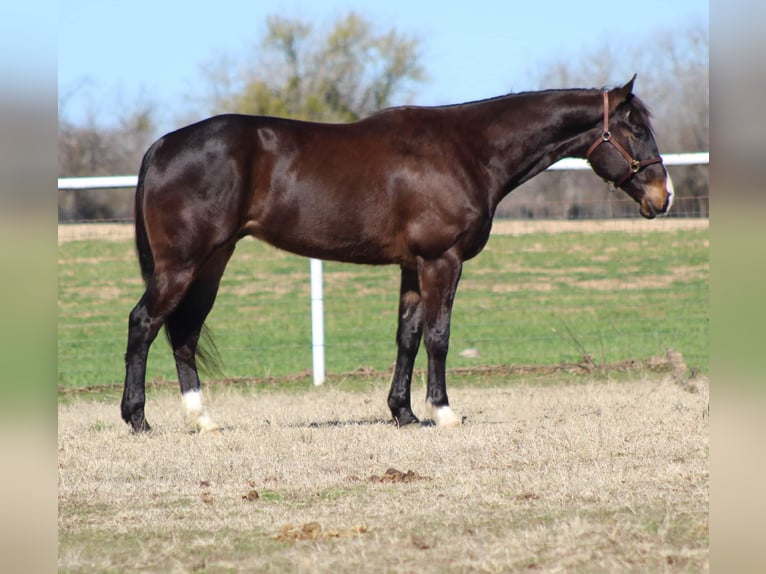 American Quarter Horse Castrone 7 Anni 163 cm Baio ciliegia in Stephenville TX