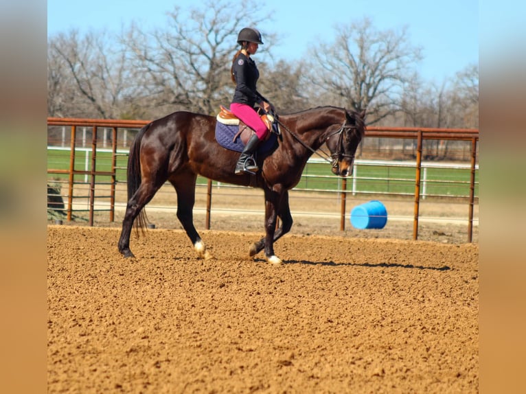 American Quarter Horse Castrone 7 Anni 163 cm Baio ciliegia in Stephenville TX