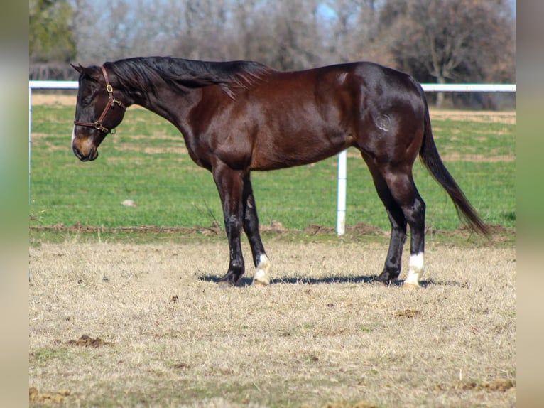 American Quarter Horse Castrone 7 Anni 163 cm Baio ciliegia in Stephenville TX