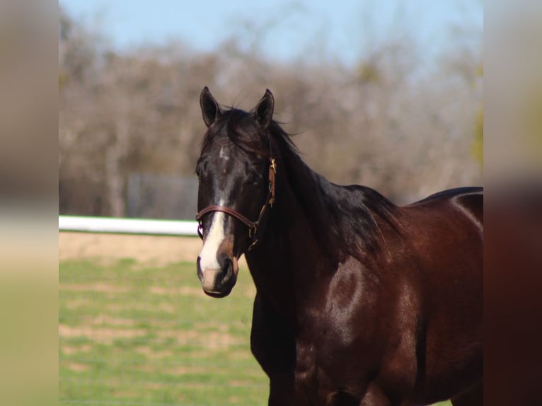 American Quarter Horse Castrone 7 Anni 163 cm Baio ciliegia in Stephenville TX