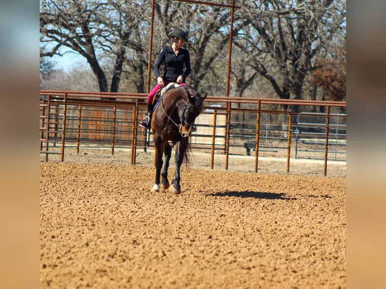 American Quarter Horse Castrone 7 Anni 163 cm Baio ciliegia in Stephenville TX